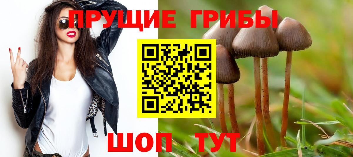 Галлюциногенные грибы Psilocybe Минусинск